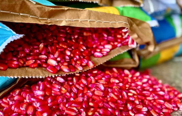 Ribeirópolis distribui 2,5 toneladas de sementes e reforça políticas públicas para agricultura familiar